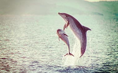 A pair of bottlenose dolphins leaping out of the sea